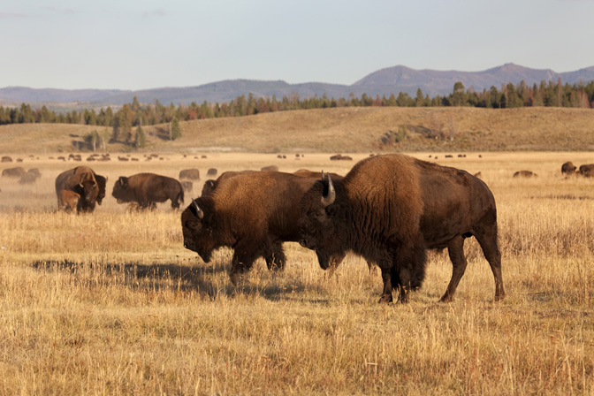 Buffalo Hunting at High Adventure Ranch