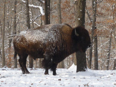 Trophy Bufffalo Hunting at High Adventure Ranch