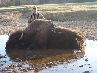 Bow Hunting Buffalo Bison at Adventure Ranch