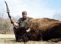 Trophy Bull Buffalo