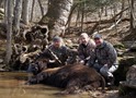 Trophy Bull Buffalo