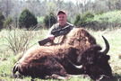 Trophy Bull Buffalo