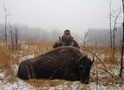 Three Year Old Bull Buffalo