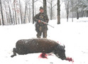 Three Year Old Bull Buffalo