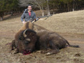 Record Book Bull Buffalo