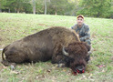 Record Book Bull Buffalo