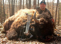 Trophy Bull Buffalo