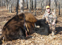 Trophy Bull Buffalo