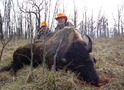 Trophy Bull Buffalo