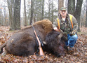 Trophy Bull Buffalo