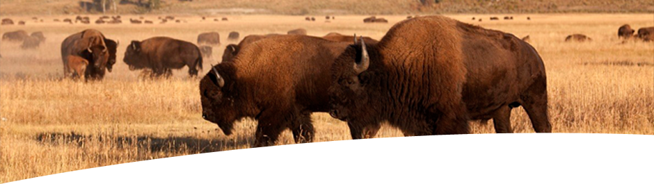 Hunt Buffalo at High Adventure Ranch